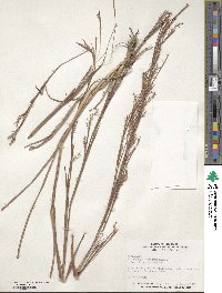 Schizachyrium scoparium image