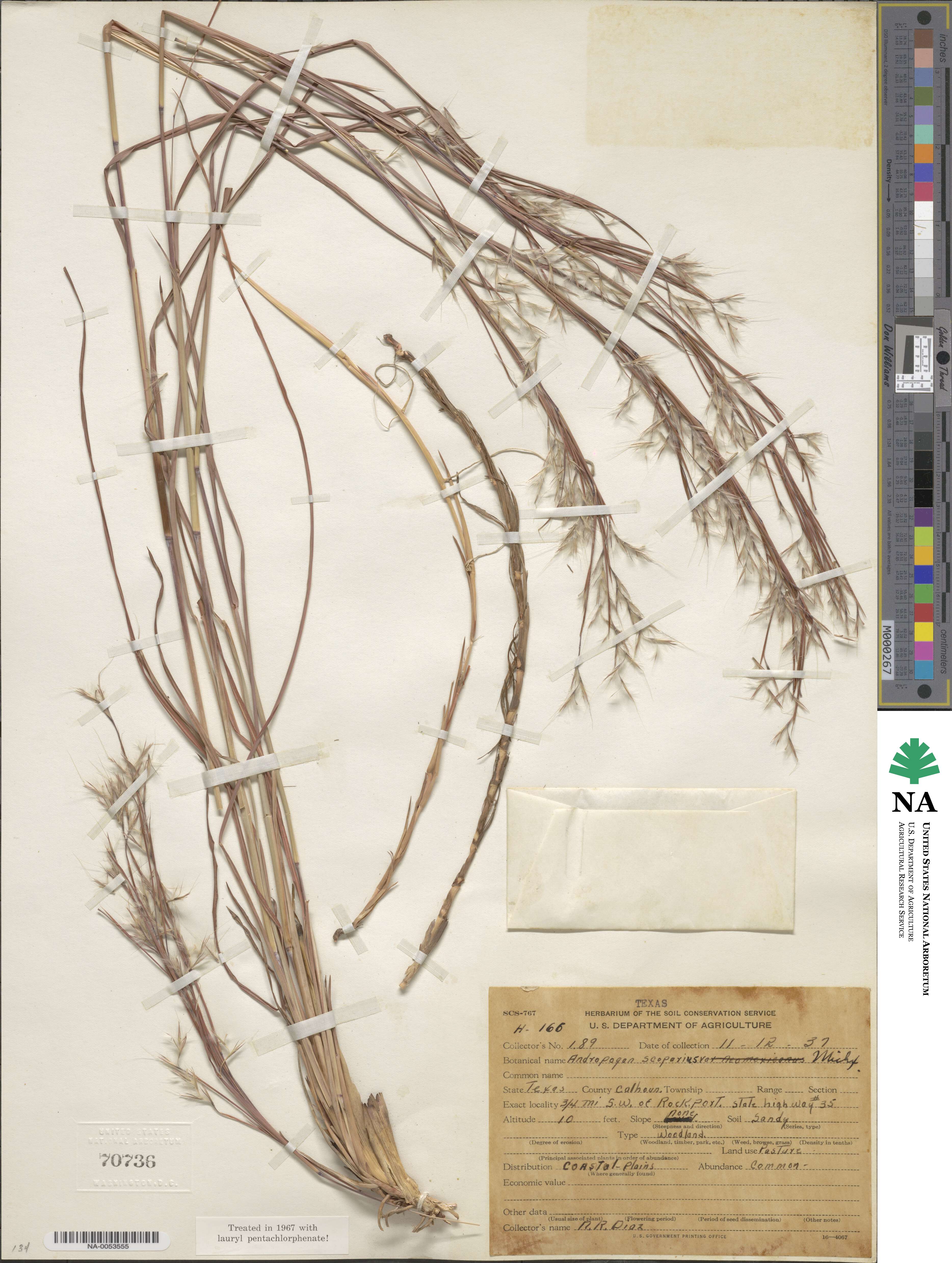 Schizachyrium scoparium image