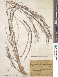 Schizachyrium scoparium image