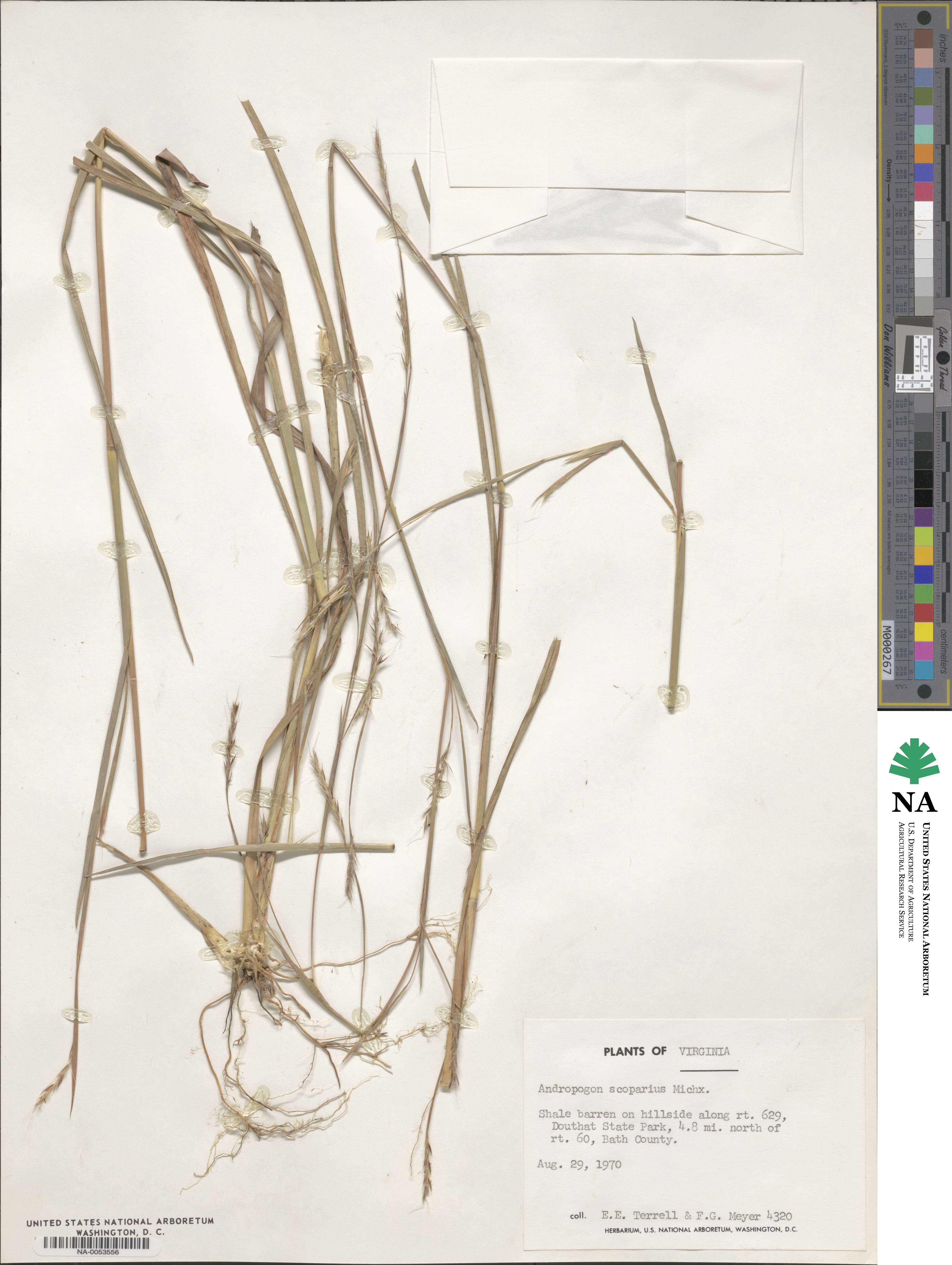 Schizachyrium scoparium image