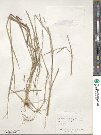 Schizachyrium scoparium image