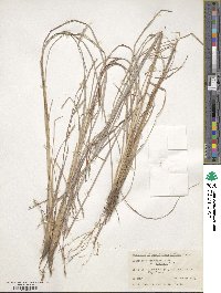 Schizachyrium scoparium image