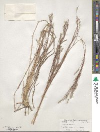 Schizachyrium scoparium image