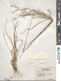 Schizachyrium scoparium image