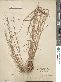 Schizachyrium scoparium image