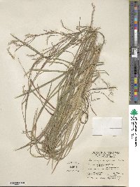 Schizachyrium scoparium image