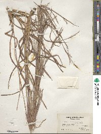 Schizachyrium scoparium image