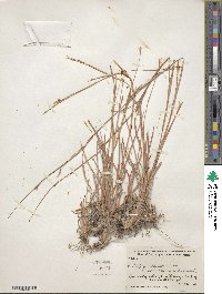 Schizachyrium scoparium image