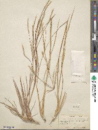 Schizachyrium scoparium image