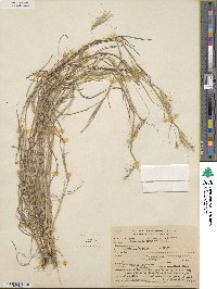 Dichanthium sericeum image