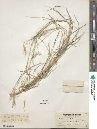 Dichanthium sericeum image