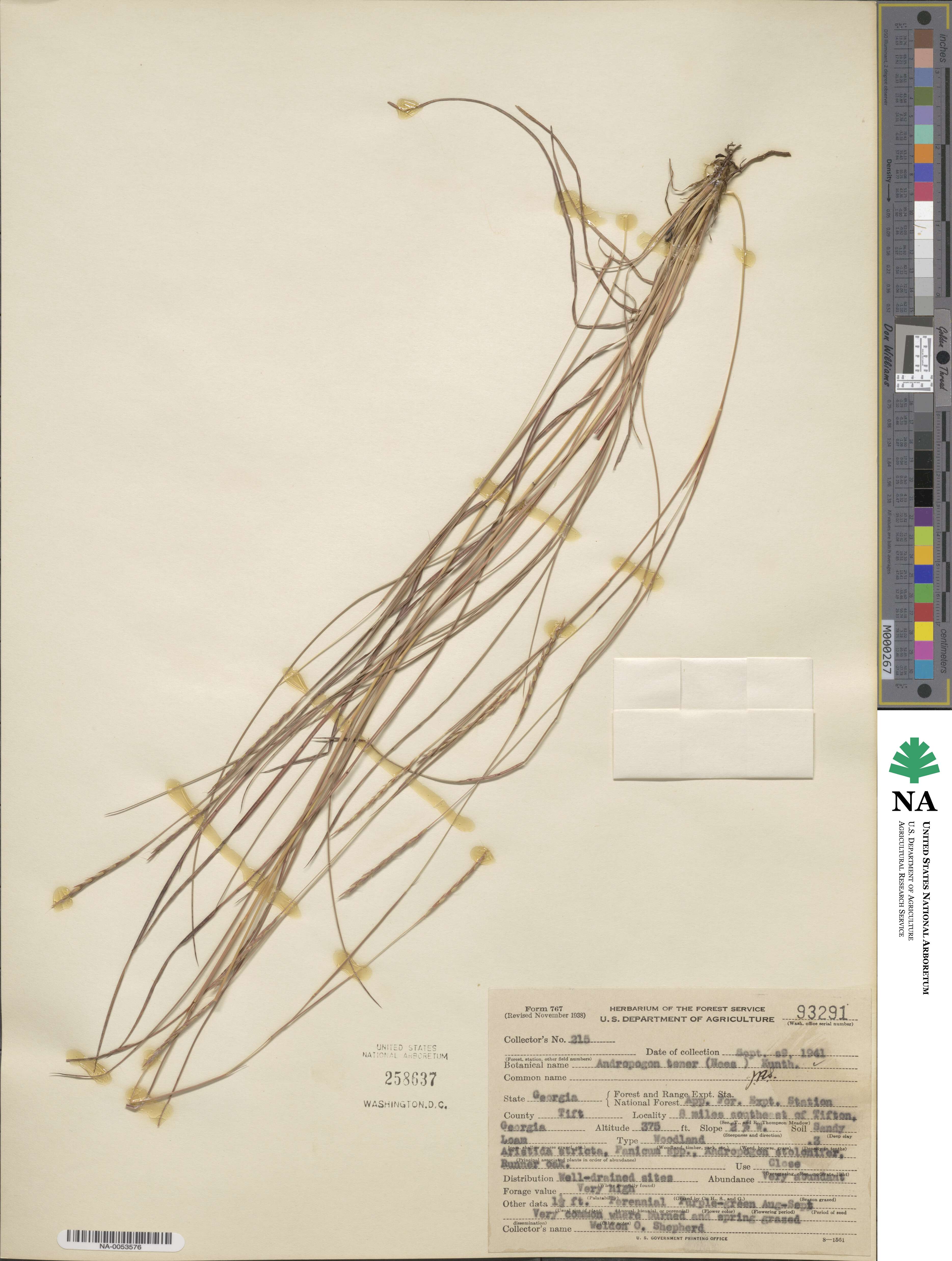 Andropogon tener image