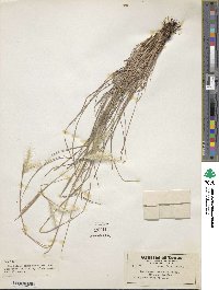 Andropogon ternarius image