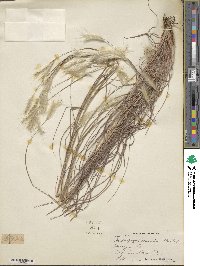 Andropogon ternarius image