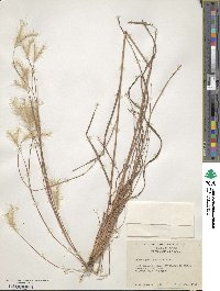 Andropogon ternarius image