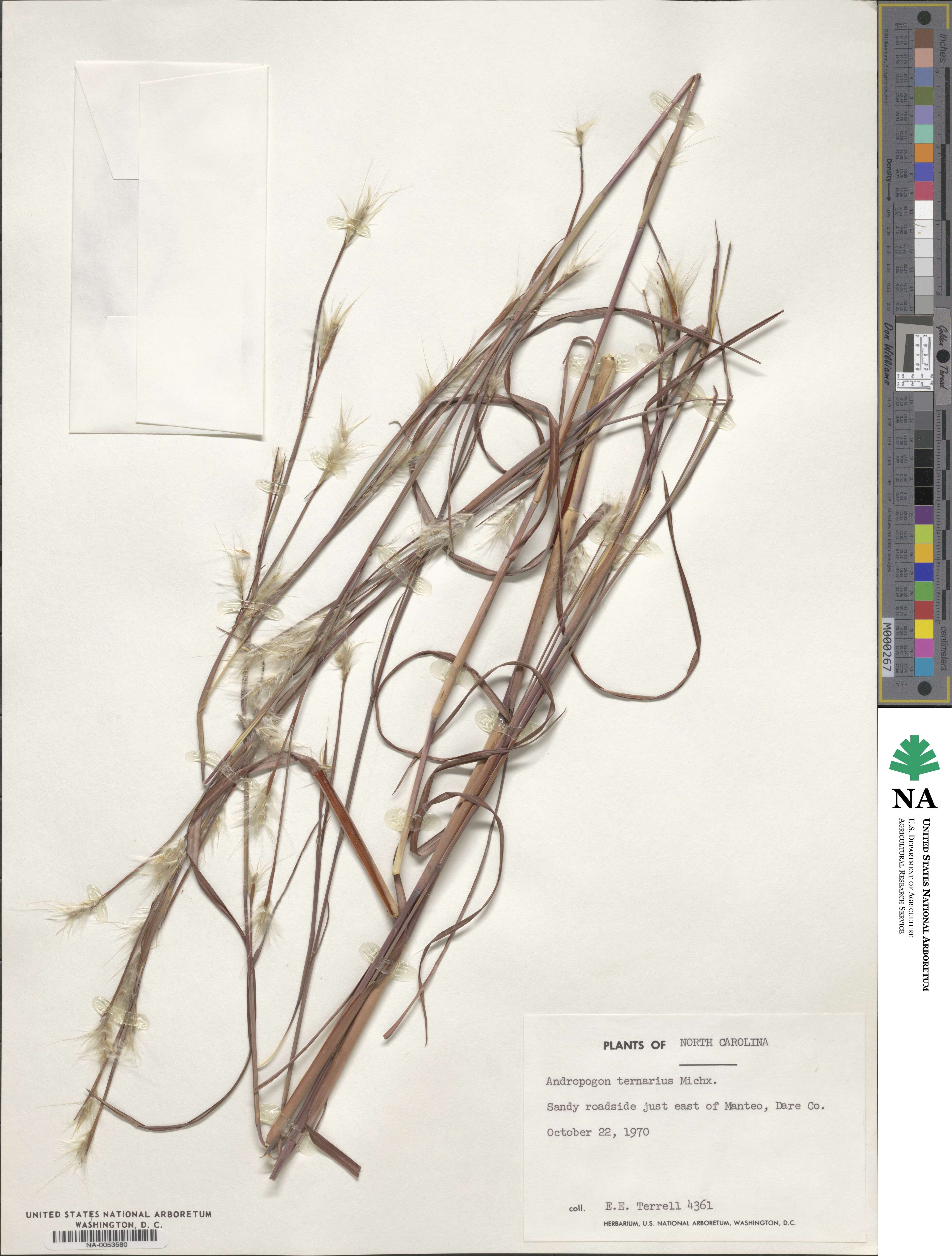 Andropogon ternarius image