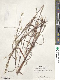 Andropogon ternarius image