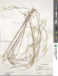 Andropogon ternarius image