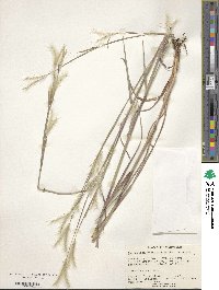 Andropogon ternarius image