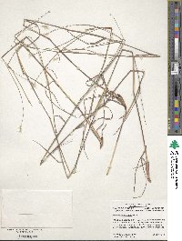 Andropogon ternarius image