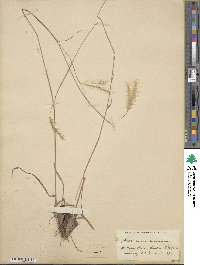 Andropogon ternarius image