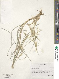 Andropogon virginicus image