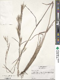 Andropogon virginicus image