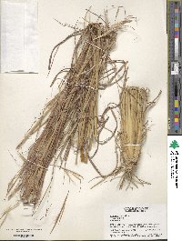 Andropogon virginicus image