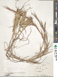 Andropogon virginicus image