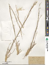 Andropogon virginicus image