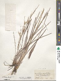 Andropogon virginicus image