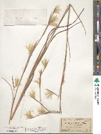 Andropogon virginicus image