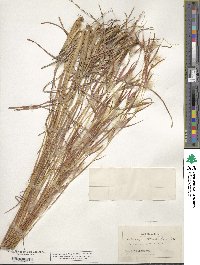 Andropogon virginicus image