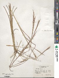 Andropogon virginicus image