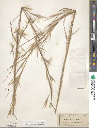 Andropogon virginicus image