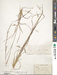 Andropogon virginicus image