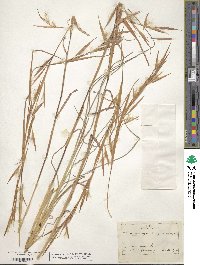 Andropogon virginicus image