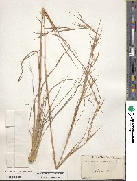 Andropogon virginicus image