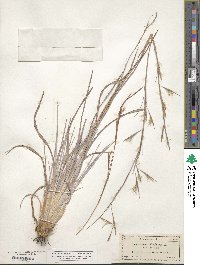 Andropogon virginicus image