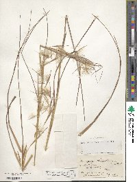 Andropogon virginicus image