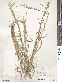 Andropogon virginicus image