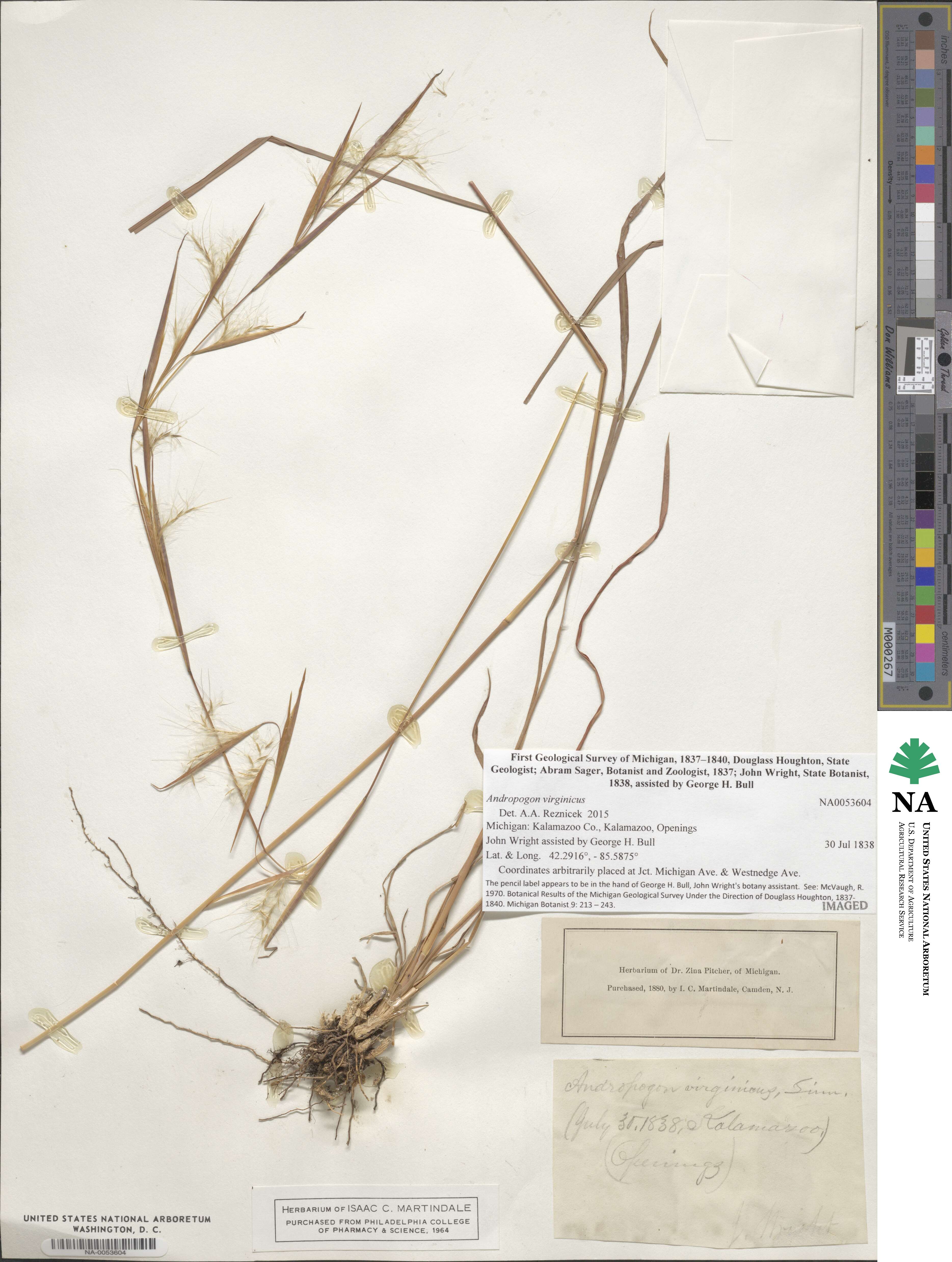 Andropogon virginicus image