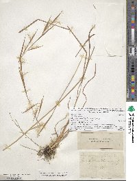 Andropogon virginicus image