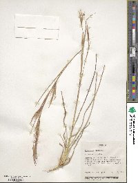 Andropogon virginicus image