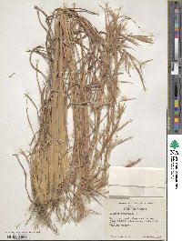 Andropogon virginicus image