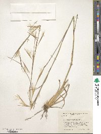 Andropogon virginicus image