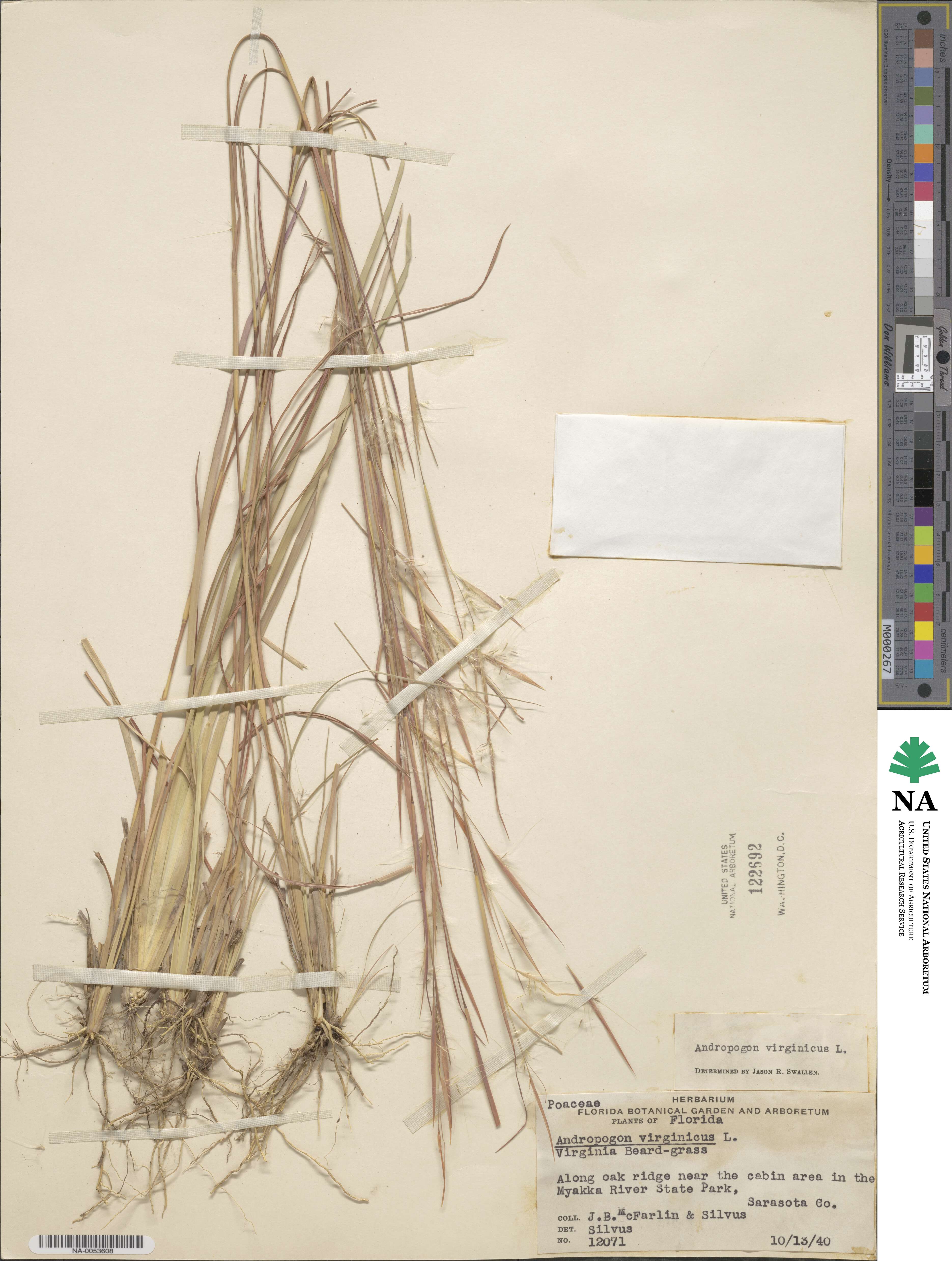 Andropogon virginicus image