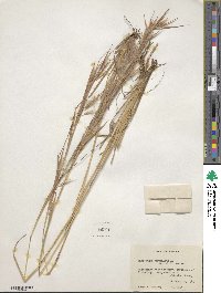 Andropogon virginicus image