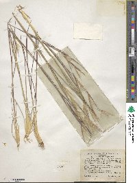 Andropogon virginicus image