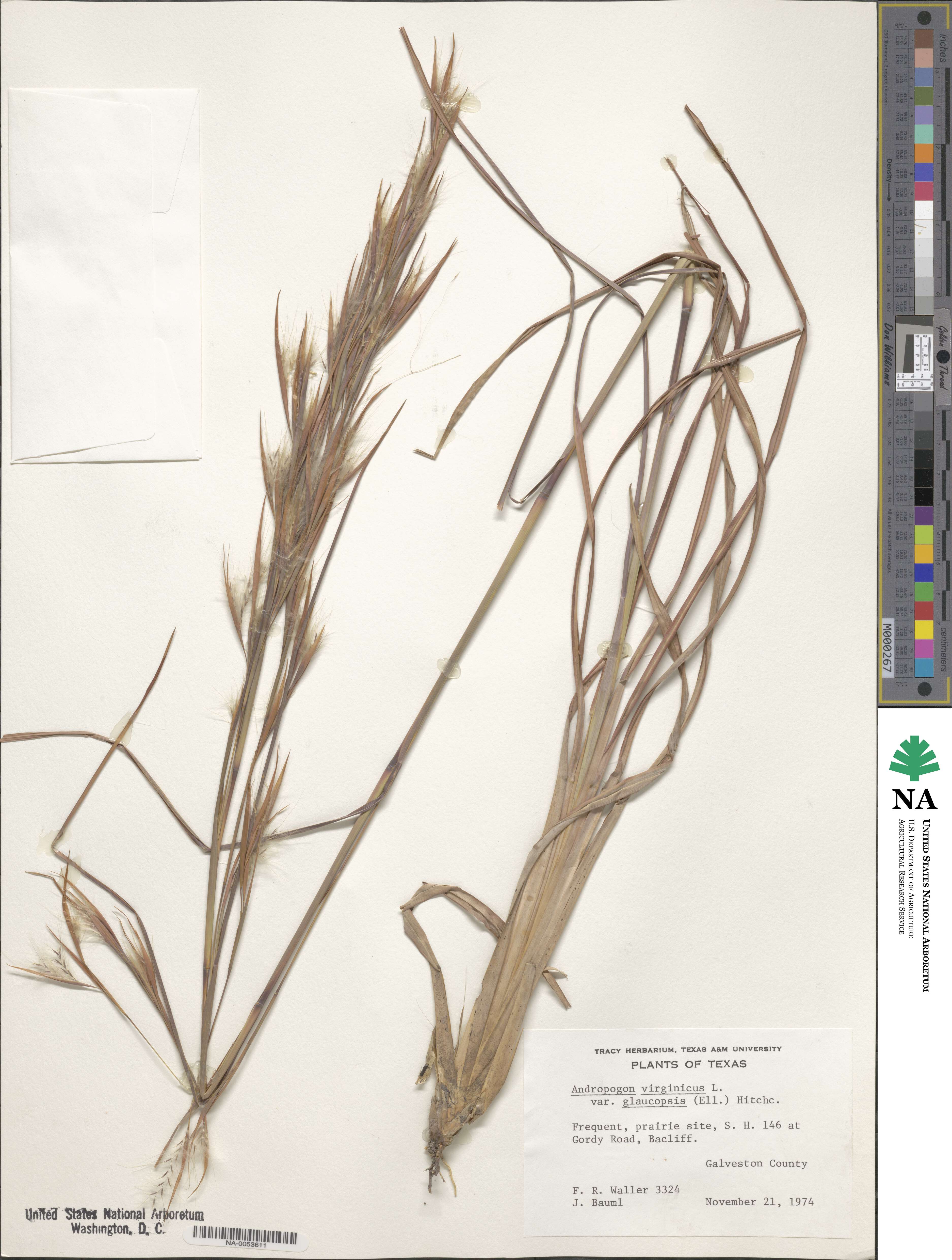 Andropogon cretaceus image